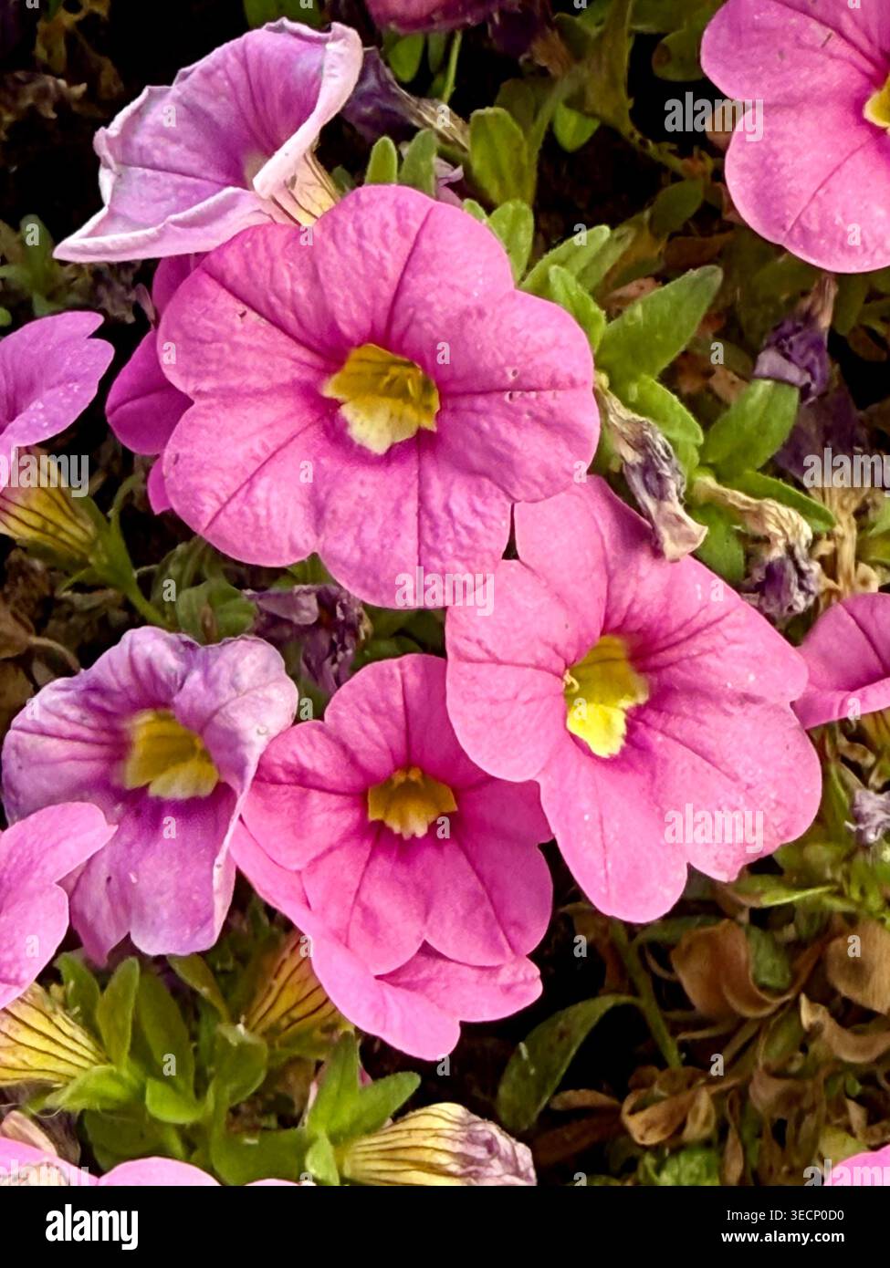 Aus nächster Nähe sehen Sie leuchtende rosa und violette Petunenblüten mit gelben Zentren, die in einem Garten wachsen und detaillierte Blütenblätter und grüne Blätter einfangen. Stockfoto