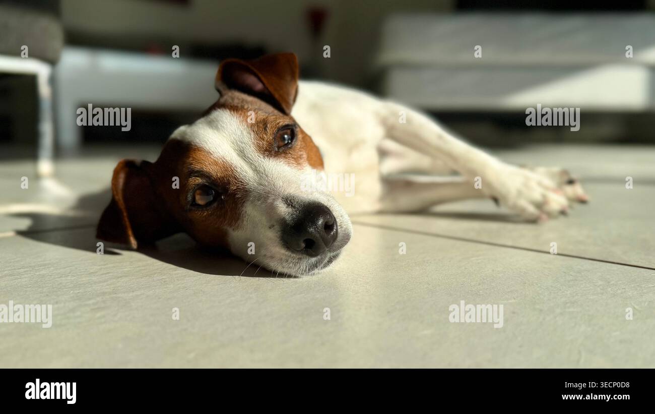 Detaillierte Nahaufnahme eines Jack Russell Terrier, der auf seiner Seite auf einem gefliesten Boden liegt und in warmes Sonnenlicht getaucht ist. Tiefer, direkter Blick. - Smartphone-aufgenommenes Stockfoto