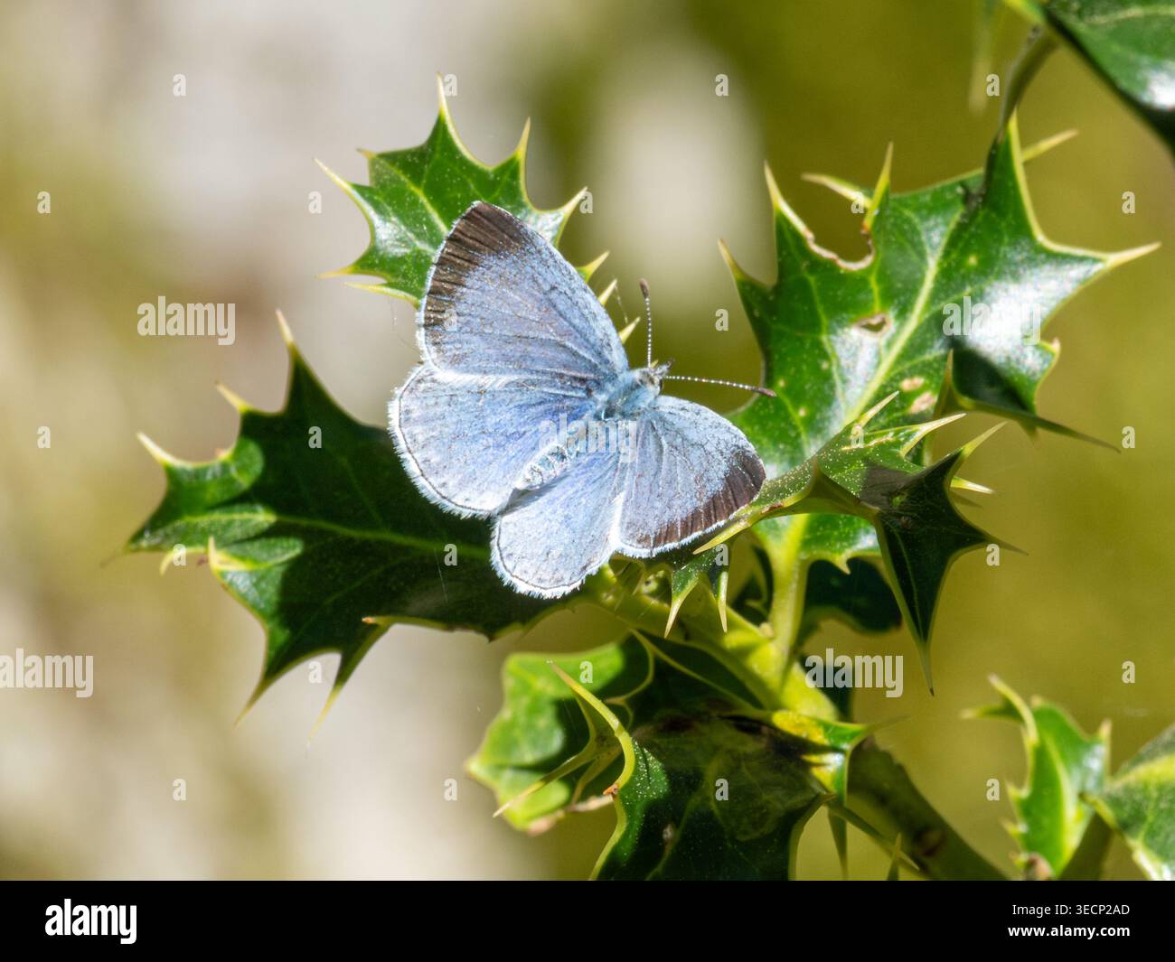 Holly Blue Butterfly (Celastrina argiolus) Weibchen auf stechpalmenblättern (Ilex aquifolium), Großbritannien Stockfoto