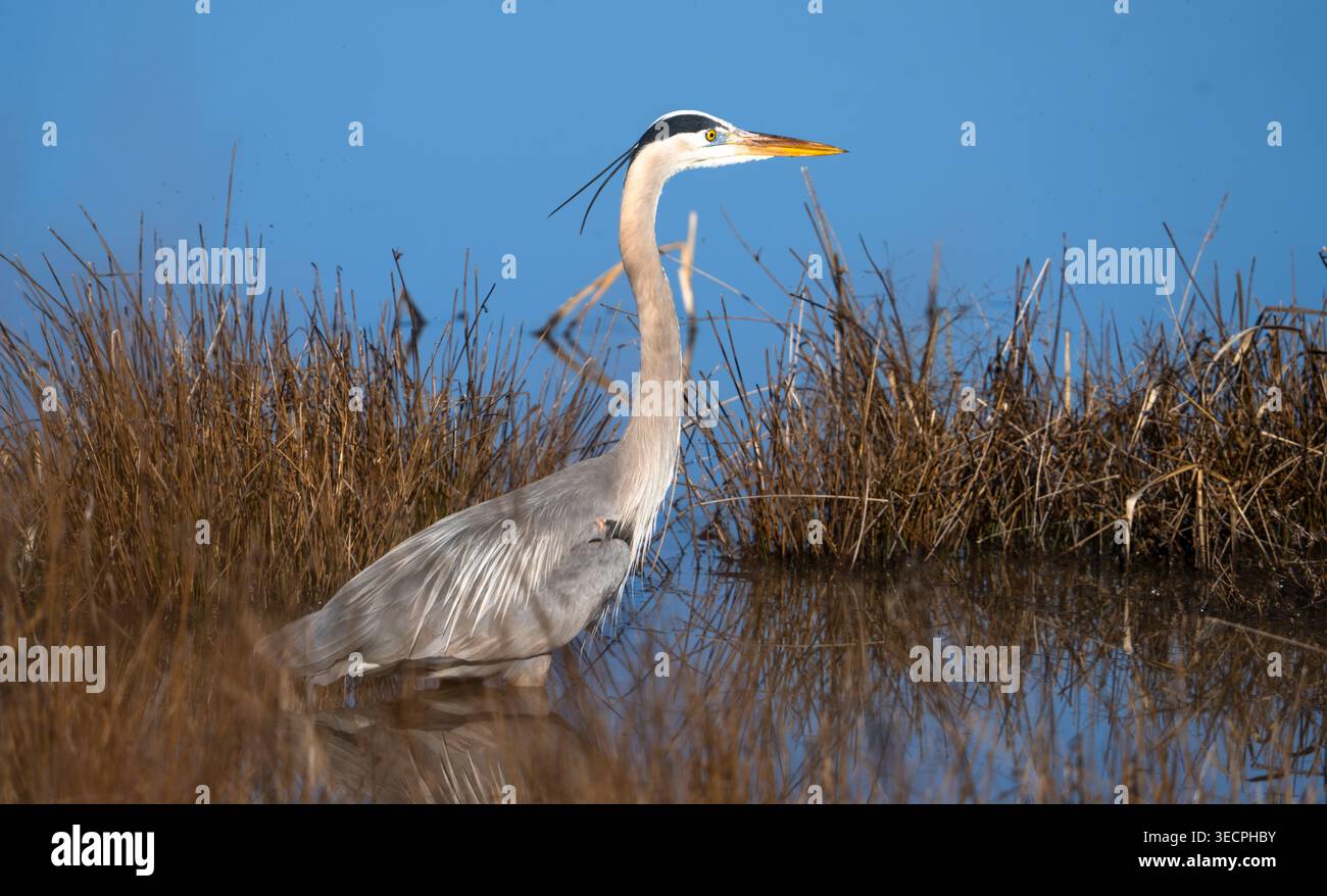 Der große Blaureiher wartet geduldig auf das Frühstück im Blackwater Wildlife Refuge in Cambridge, Maryland, USA Stockfoto
