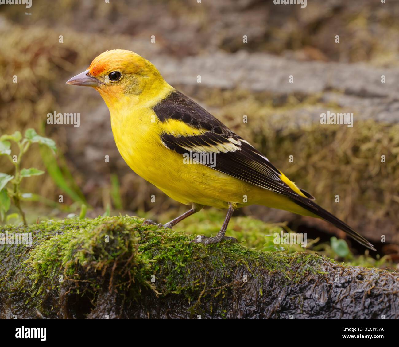 Männlicher Western Tanager in einem Vorstadtvogelbad Stockfoto