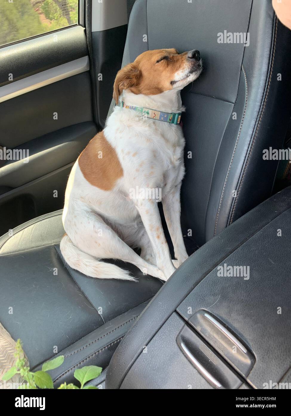 Terrier-Kreuzhund, der in einem Auto schläft und aufrecht sitzt wie ein Mensch, USA - Smartphone-aufgenommenes Stockfoto