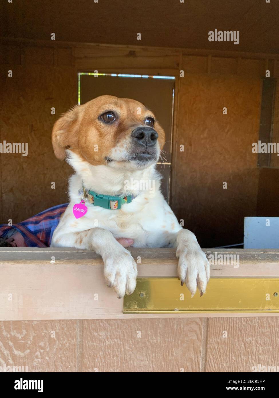 Terrierkreuz 3 Jahre alter Hund mit Kragen und Tag Blick über ein Tor, der ängstlich auf die Rückkehr des Besitzers wartet, New Mexico, USA - Smartphone-aufgenommenes Stockfoto