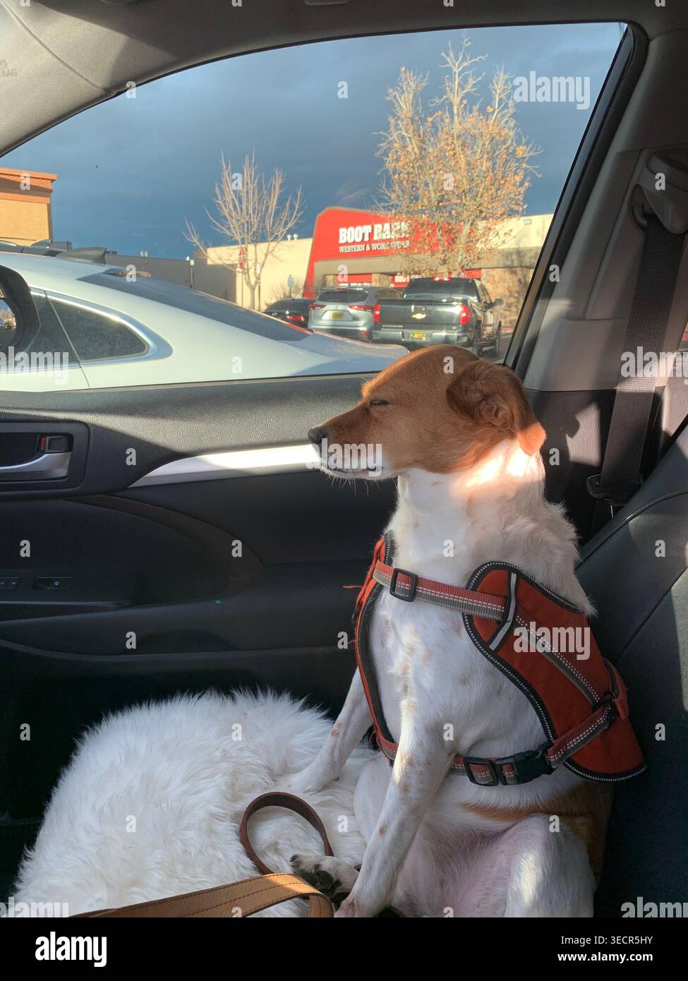 Terrier-Kreuzhund schläft in einem Auto aufrecht, USA - Smartphone-aufgenommenes Stockfoto