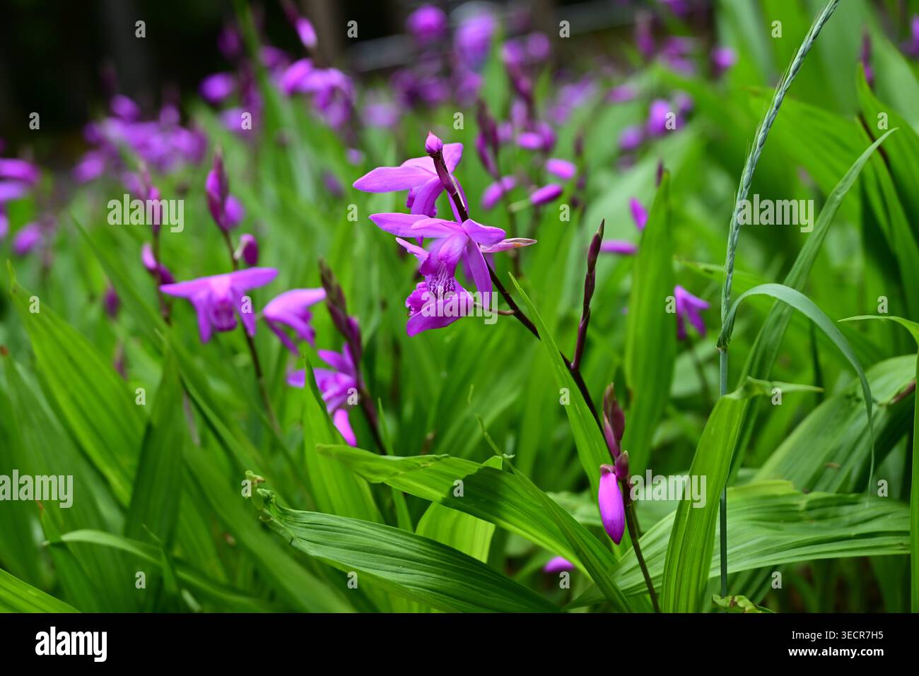 Urnenorchideen (Bletilla striata) Blüten. Auch bekannt als Hyazinth Orchidee. Orchidaceae perennial. Sie blüht im Frühsommer mit lila-roten Blüten. Stockfoto