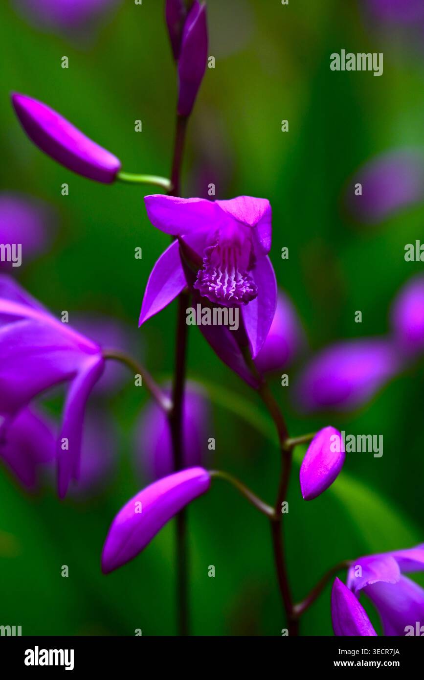 Urnenorchideen (Bletilla striata) Blüten. Auch bekannt als Hyazinth Orchidee. Orchidaceae perennial. Sie blüht im Frühsommer mit lila-roten Blüten. Stockfoto
