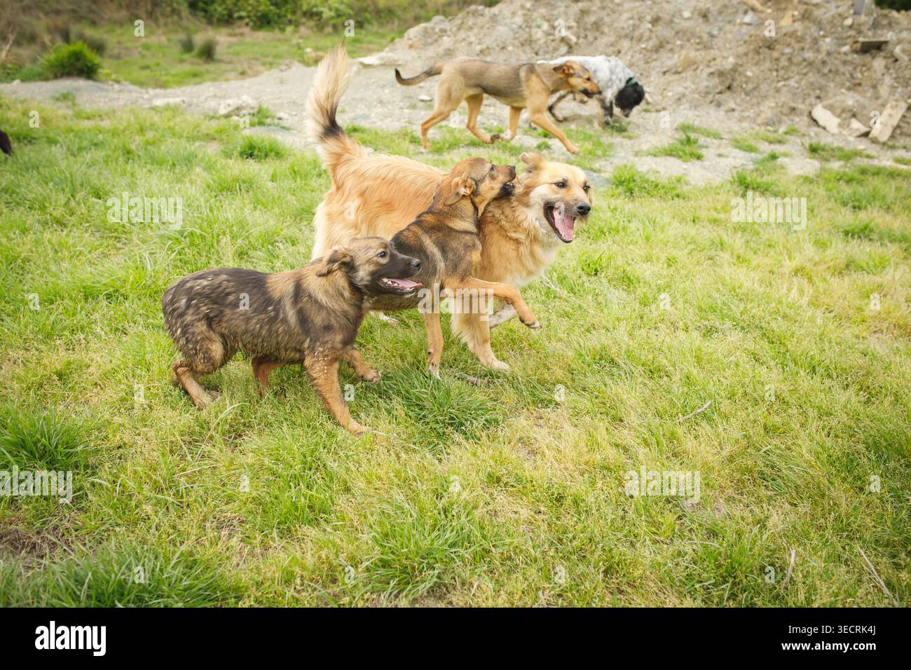 Zwei streunende Hunde unterschiedlicher Farben spielen und jagen sich im Sommer auf einem offenen grünen Grasfeld Stockfoto