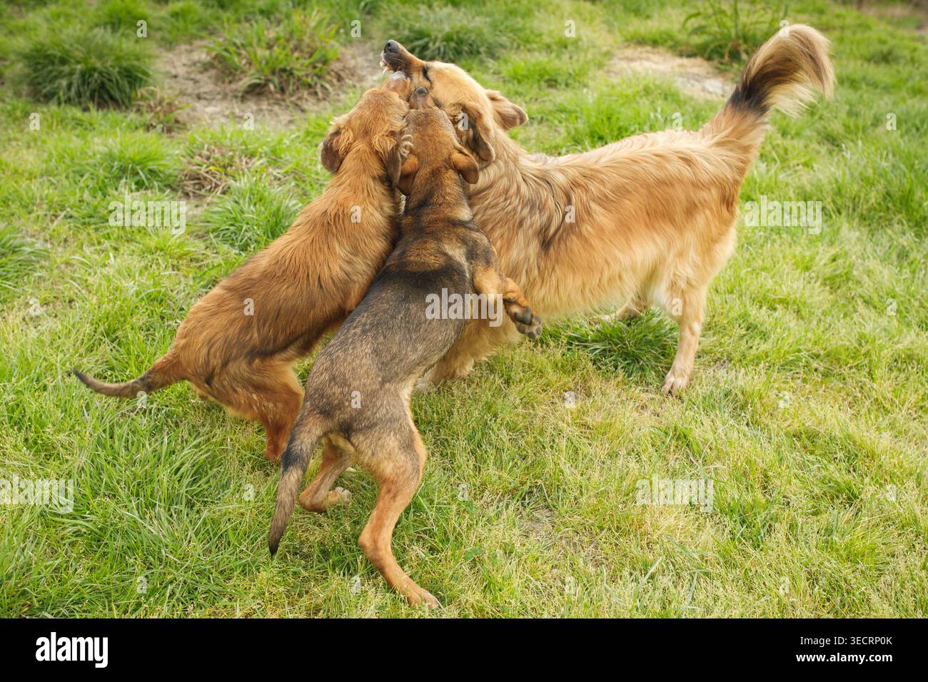 Zwei streunende Hunde springen und spielen zusammen auf einem üppig grünen Grasfeld mit einem Hund, der auf Hinterbeinen steht Stockfoto