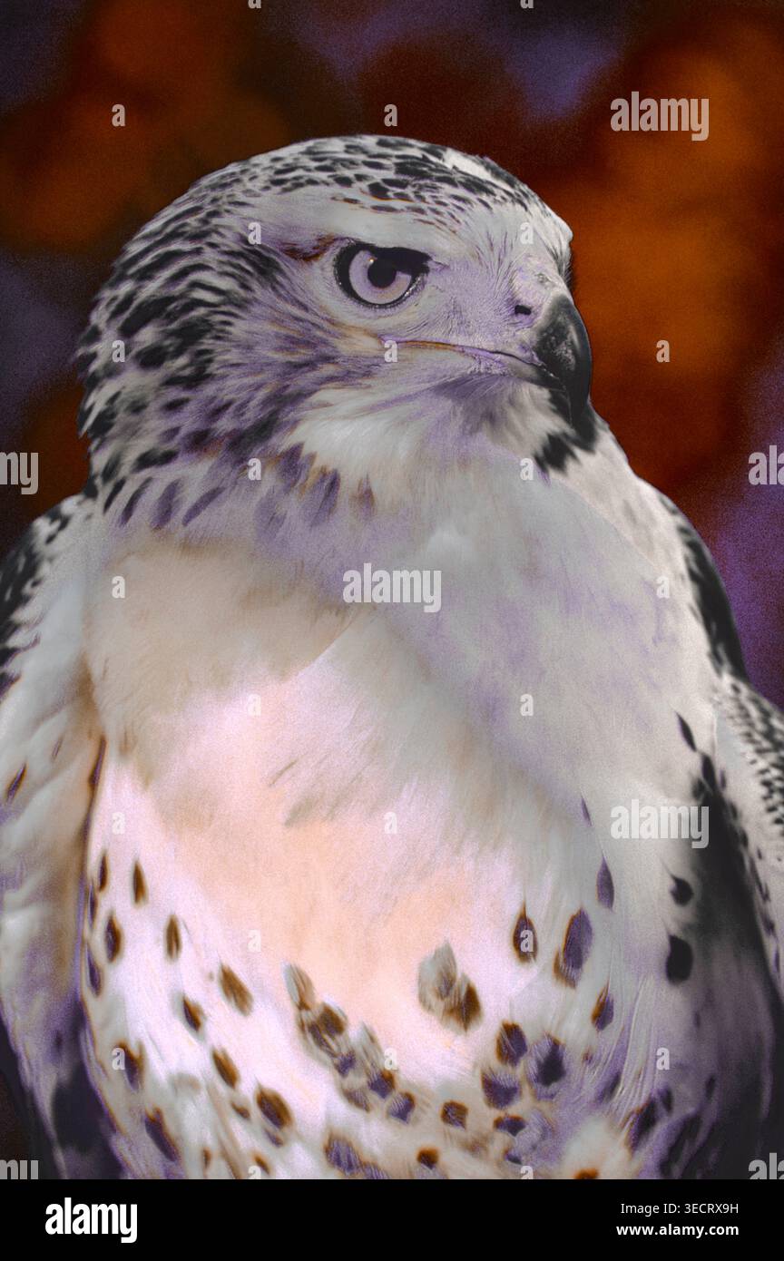 Filmfoto eines Nahaufnahme-Bildes eines Rotschwanzfalken, Buteo jamaicensis, aufgenommen im DeSoto National Wildlife Refuge in Iowa. Das Vogel-Fie wird präsentiert Stockfoto