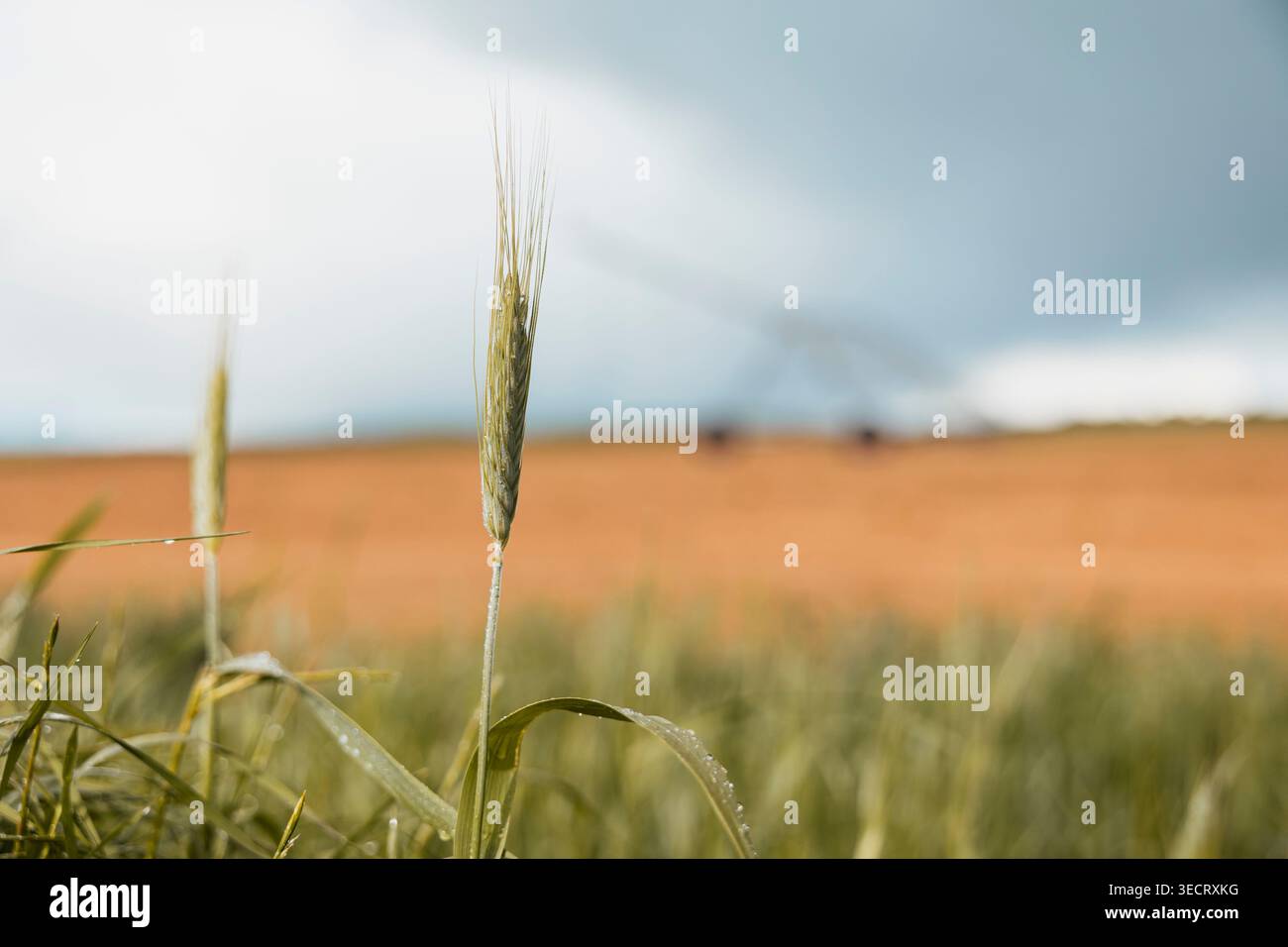 Nahaufnahme junger Getreidekörner auf bewässertem Ackerland mit einem verschwommenen Schwenksprinkler in der Ferne unter dramatischen Wolken, was nachhaltiges A hervorhebt Stockfoto