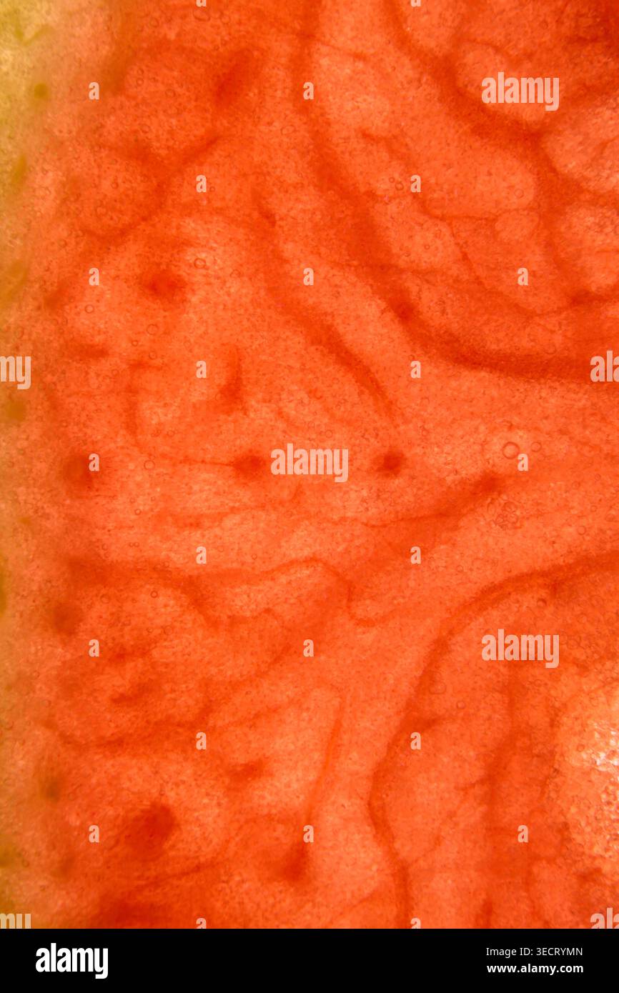 Makroaufnahme der Muster und Farben in einem Stück einer gewöhnlichen Wassermelone, fotografiert auf einem Leuchtkasten. Stockfoto