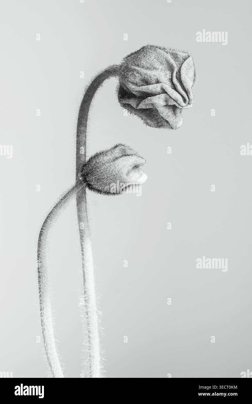 Minimalistisches botanisches Kunstwerk mit Mohnknospen mit flauschigem Stiel und zarten Blüten in weichem Monochrom, das eine ruhige Ästhetik der Frühlingsblume mit Ampel schafft Stockfoto
