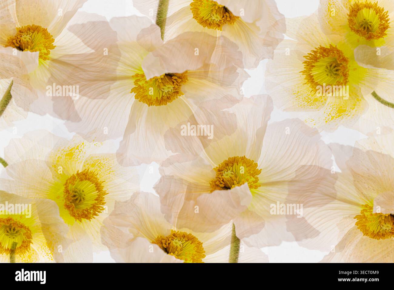 Minimalistische Mohnblüten in einem nahtlosen Muster mit weichen, weißen, durchscheinenden Blütenblättern und warmgelber Mitte auf einem sauberen Hintergrund, ideal für Wallp Stockfoto