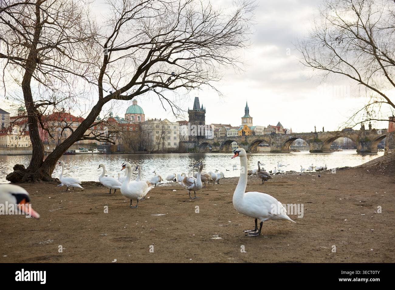 Schwäne spazieren anmutig entlang des Flusses in der Nähe der historischen Karlsbrücke in Prag, Tschechische Republik. Die mittelalterliche Architektur und das ruhige Wasser Crea Stockfoto