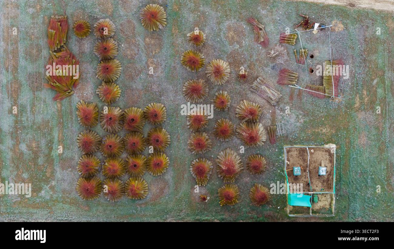Die Drohnenansicht zeigt organisierte Bündel von geerntetem Korbgeflecht, die über ländliche Felder in Cuenca, Spanien, verteilt sind und die letzte Stufe des traditionellen Korbbaus markieren Stockfoto