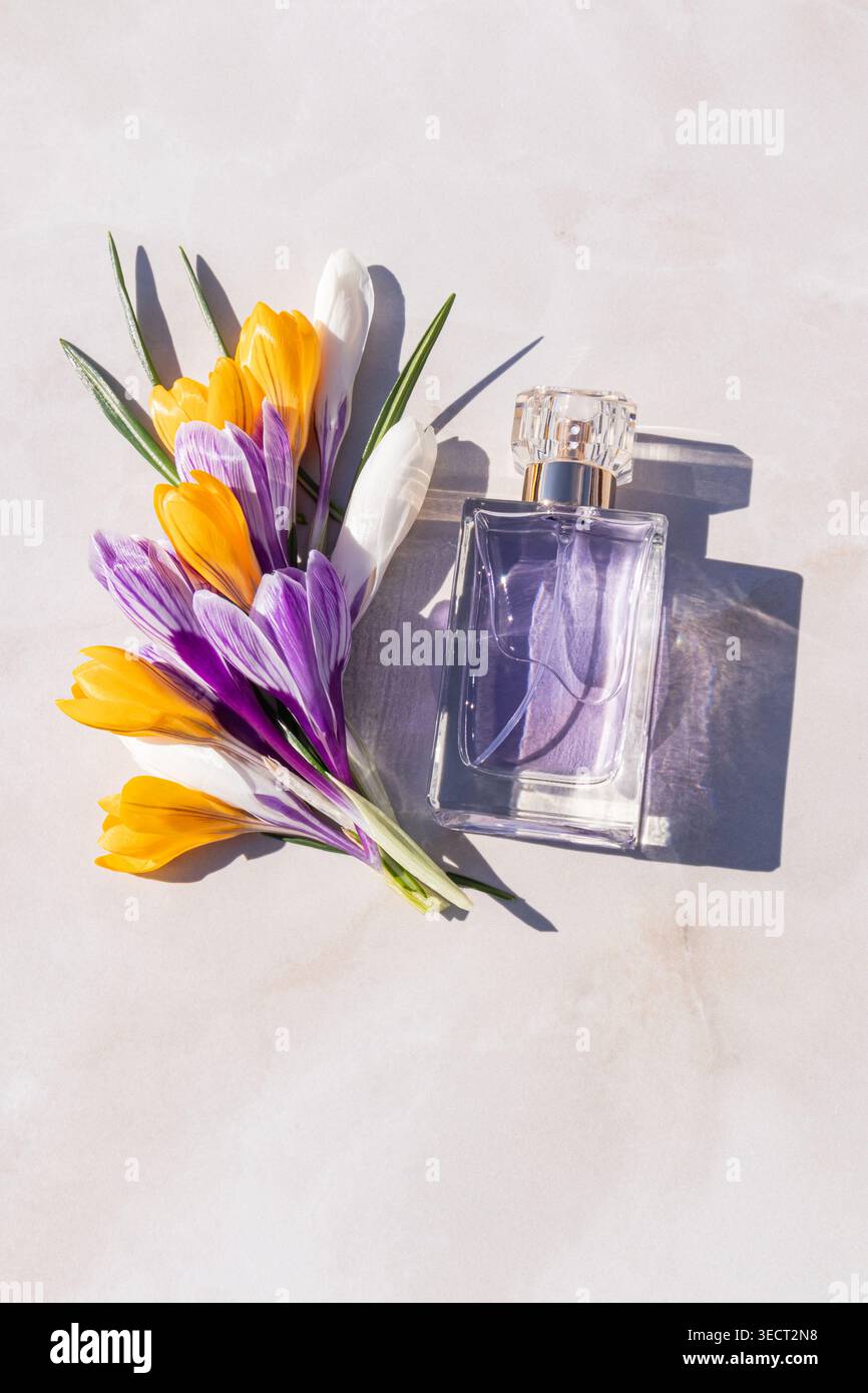 Minimale flache Lage der Damenparfümflasche neben bunten Frühlingskrokusblüten auf hellem Hintergrund, die an frisches Aroma, zarten Duft, Schönheit und erinnern Stockfoto