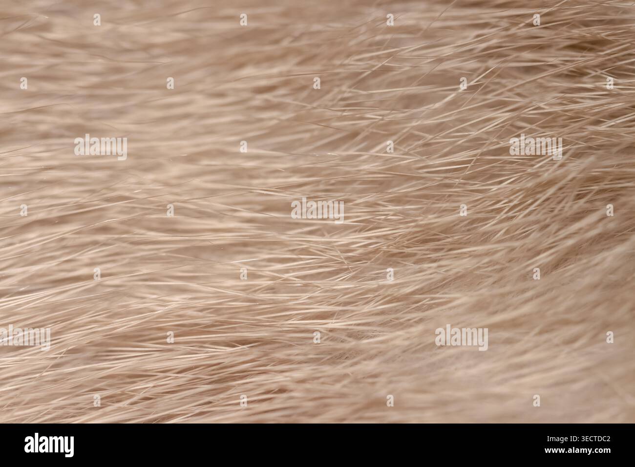 Schöner Nerz Natur Tier Textur Pelzhintergrund Stockfoto