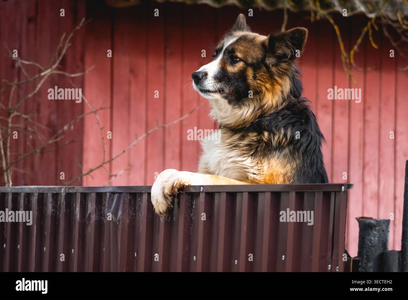 Wachsamer Bauernhund legt seine Pfoten über einem braunen Metallzaun neben einer roten Holzwand auf den Hof fokussierte Augen das dicke Fell und die ruhige Haltung zeigen loyal Stockfoto