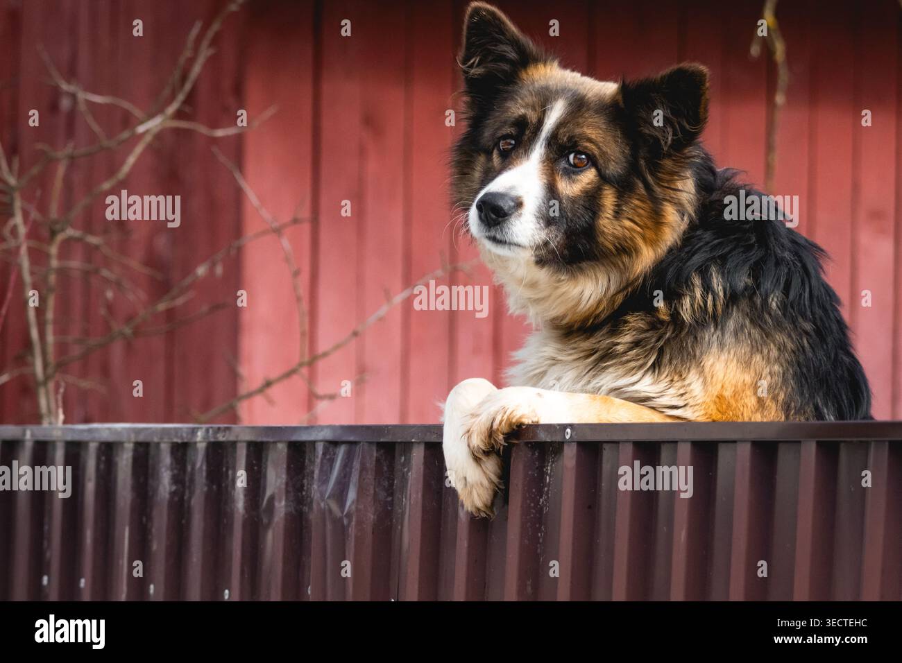 Der Bauernhund lehnt sich über den Wellzaun gegen einen verwitterten roten Schuppen, der seinen Kopf zum Licht neigt, mit einem nachdenklichen Blick, der Kraft verbindet Stockfoto