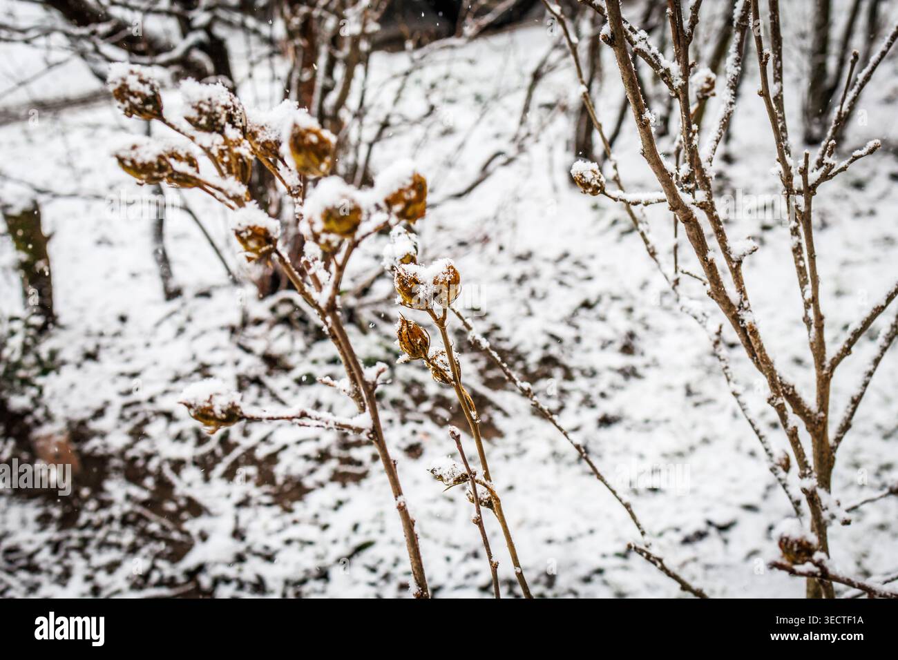 Schneestäube Anhäufungen getrockneter Samenkapseln auf schlanken Ästen in einem ruhigen Garten die weichen Flocken und der flache Fokus erinnern an zerbrechliche Schönheit und die Stille der Ära Stockfoto