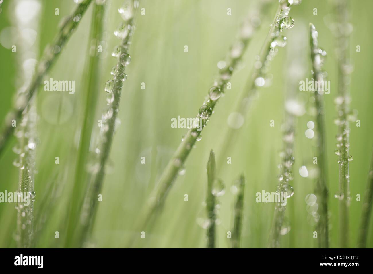 Frisches grünes Gras, bedeckt mit transparenten Tautropfen bei weichem natürlichem Sonnenlicht und glattem, unscharfem Hintergrund. Stockfoto