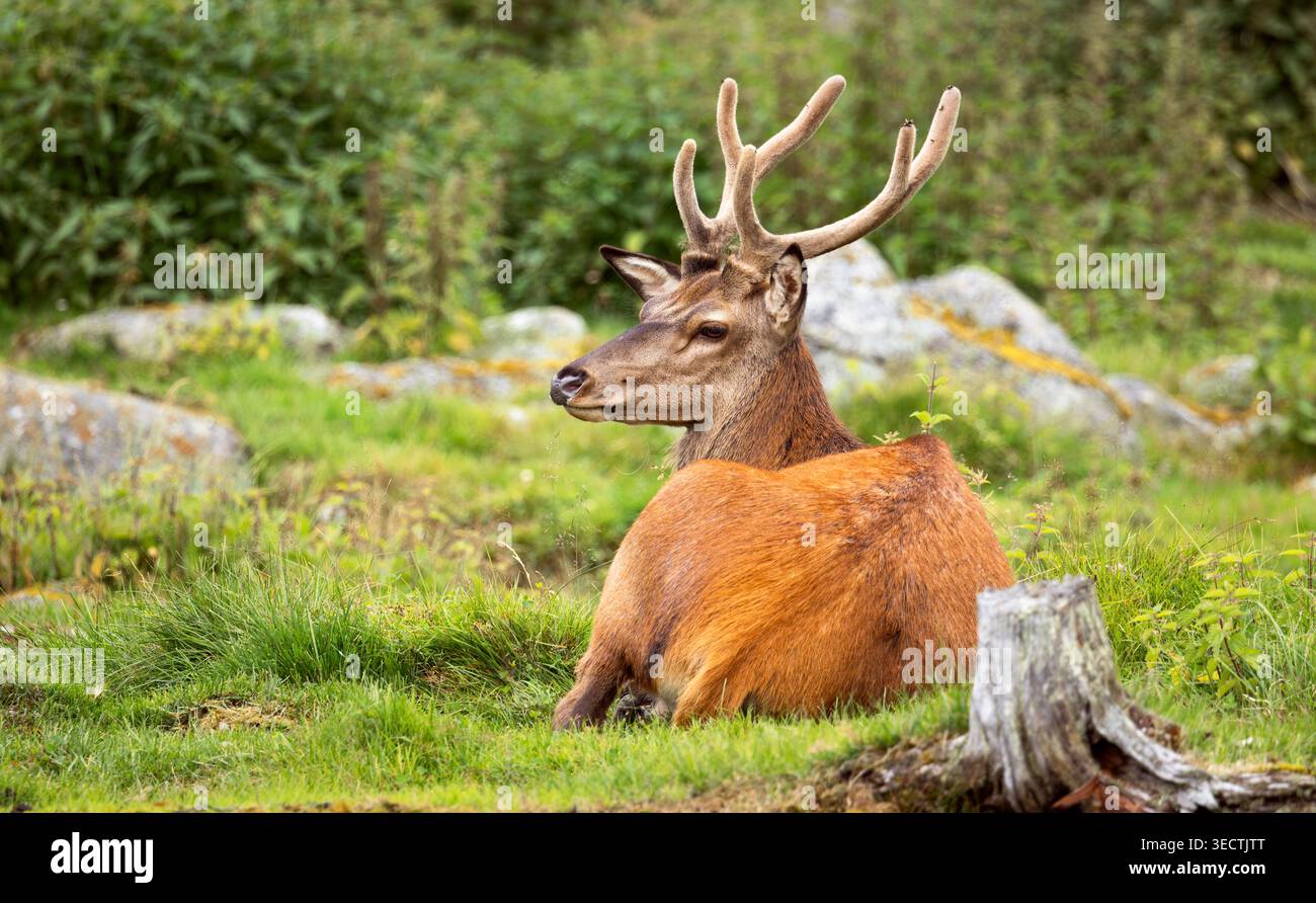Majestätischer Rothirsch mit großen Geweihen sitzt entspannt auf üppigem grünem Gras inmitten von Felsen und Waldvegetation in natürlichem Lebensraum. Stockfoto