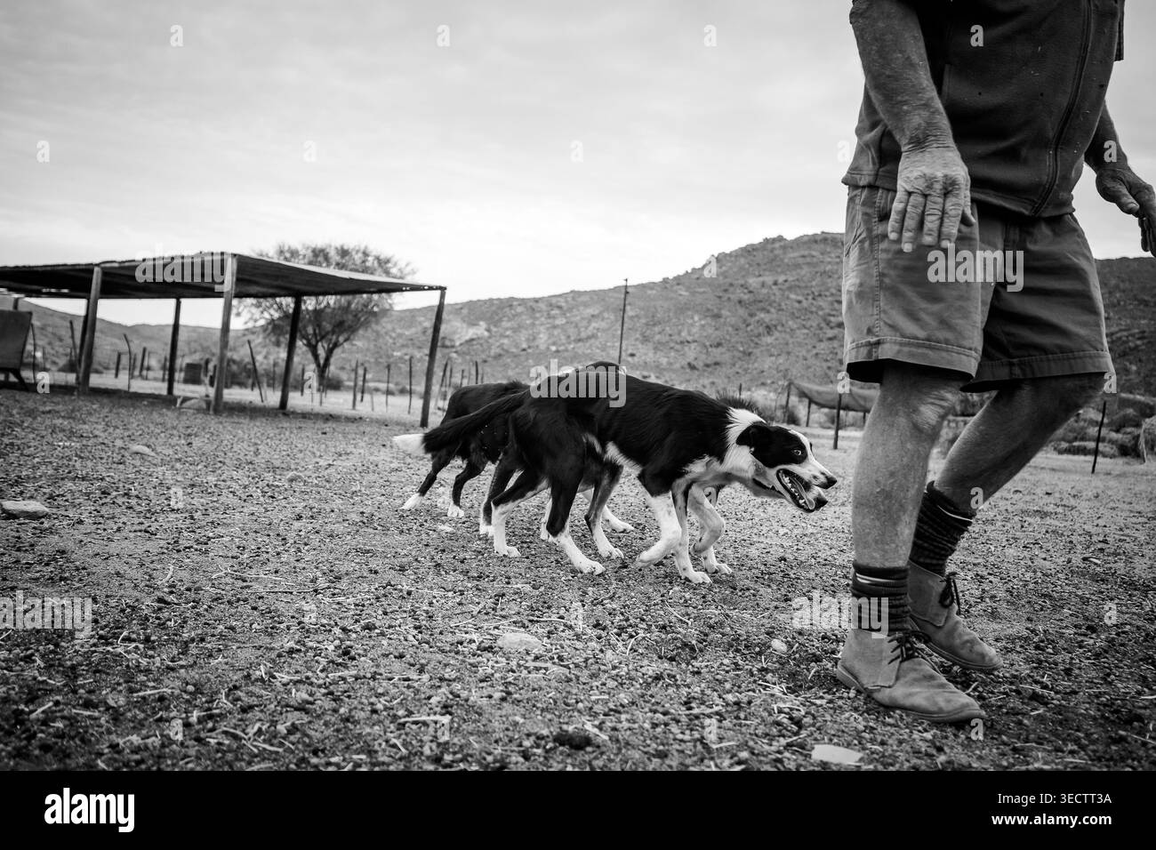Border Collie Hunde hüten eine Person in einer ländlichen Umgebung. Stockfoto