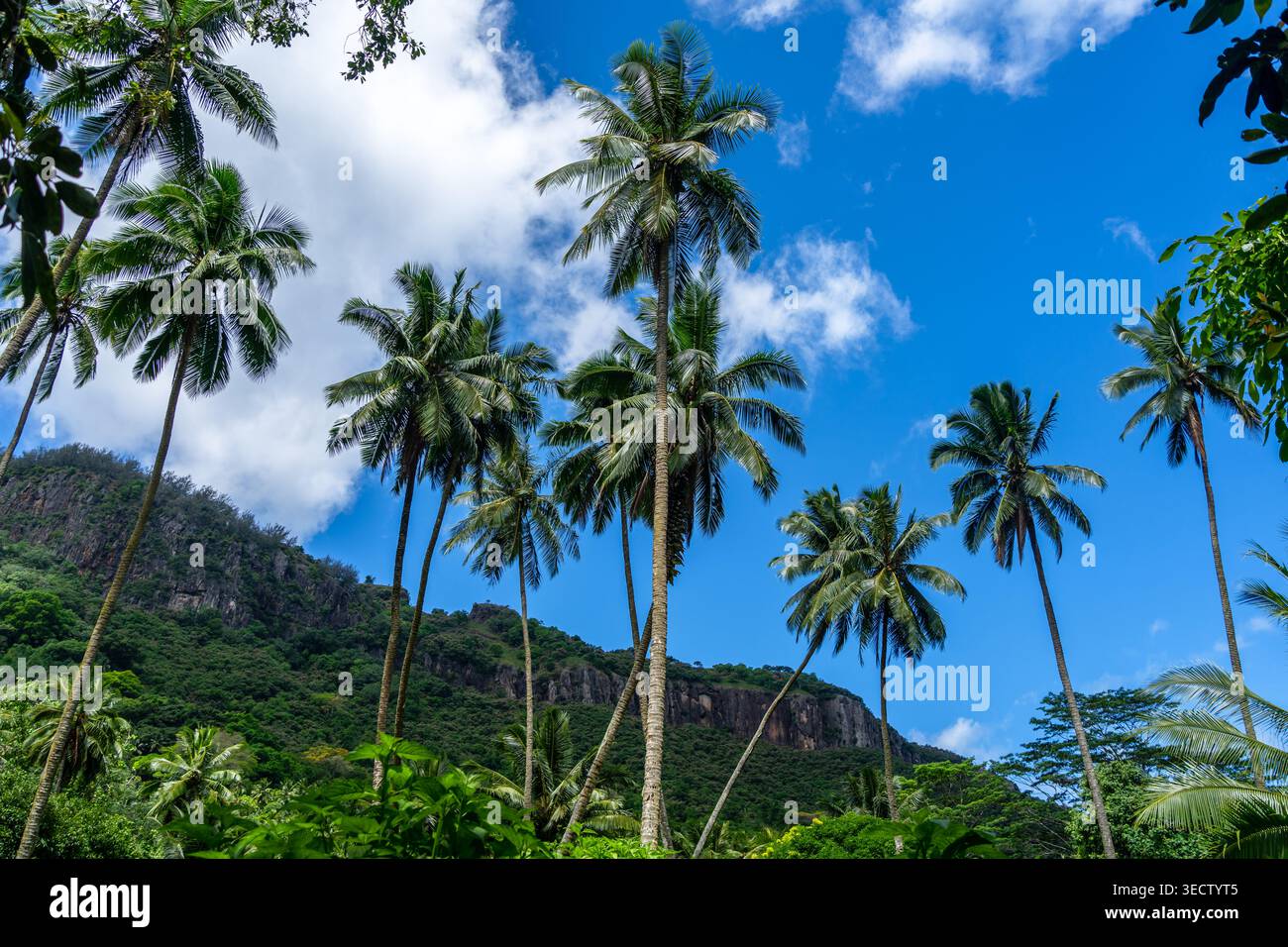 Ein üppiger Dschungelpfad durch das Hakaui-Tal, Nuku Hiva, die Marquesas-Inseln und Französisch-Polynesien. Majestätische Basaltklippen und dichte Vegetation umgeben die Tra Stockfoto