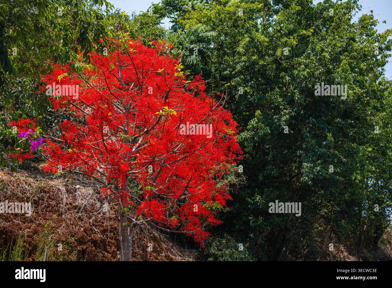 Brachychiton Acerifolius Illawarra Flame Tree Stockfoto
