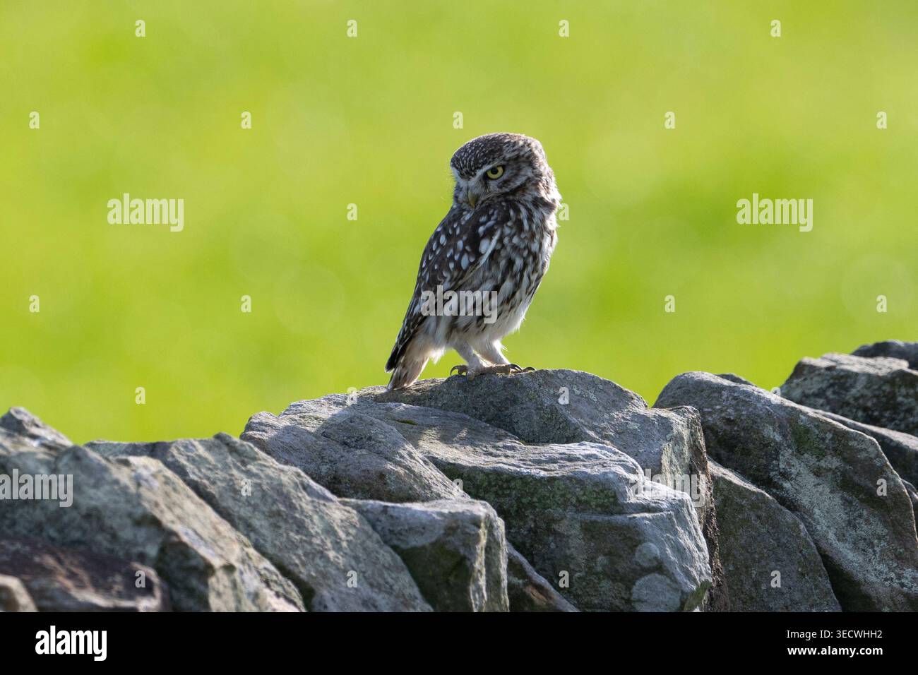 Little Eulen (Athene noctua) saßen auf einer Steinmauer in Yorkshire. Stockfoto