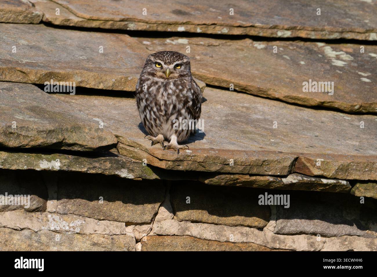 Little Owl (Athene noctua) saß in einer Scheune mit Steindach in Yorkshire. Stockfoto