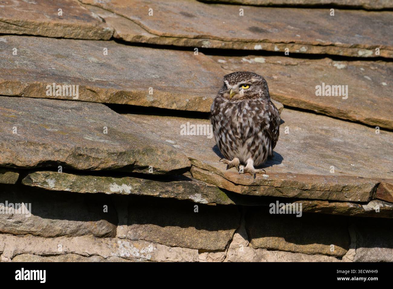 Little Owl (Athene noctua) saß in einer Scheune mit Steindach in Yorkshire. Stockfoto