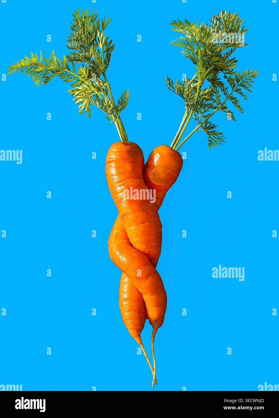 In der Liebe verwurzelt, vermischen sich zwei zarte Karotten zu einer warmen Umarmung - romantisches Konzept für den Valentinstag. Stockfoto
