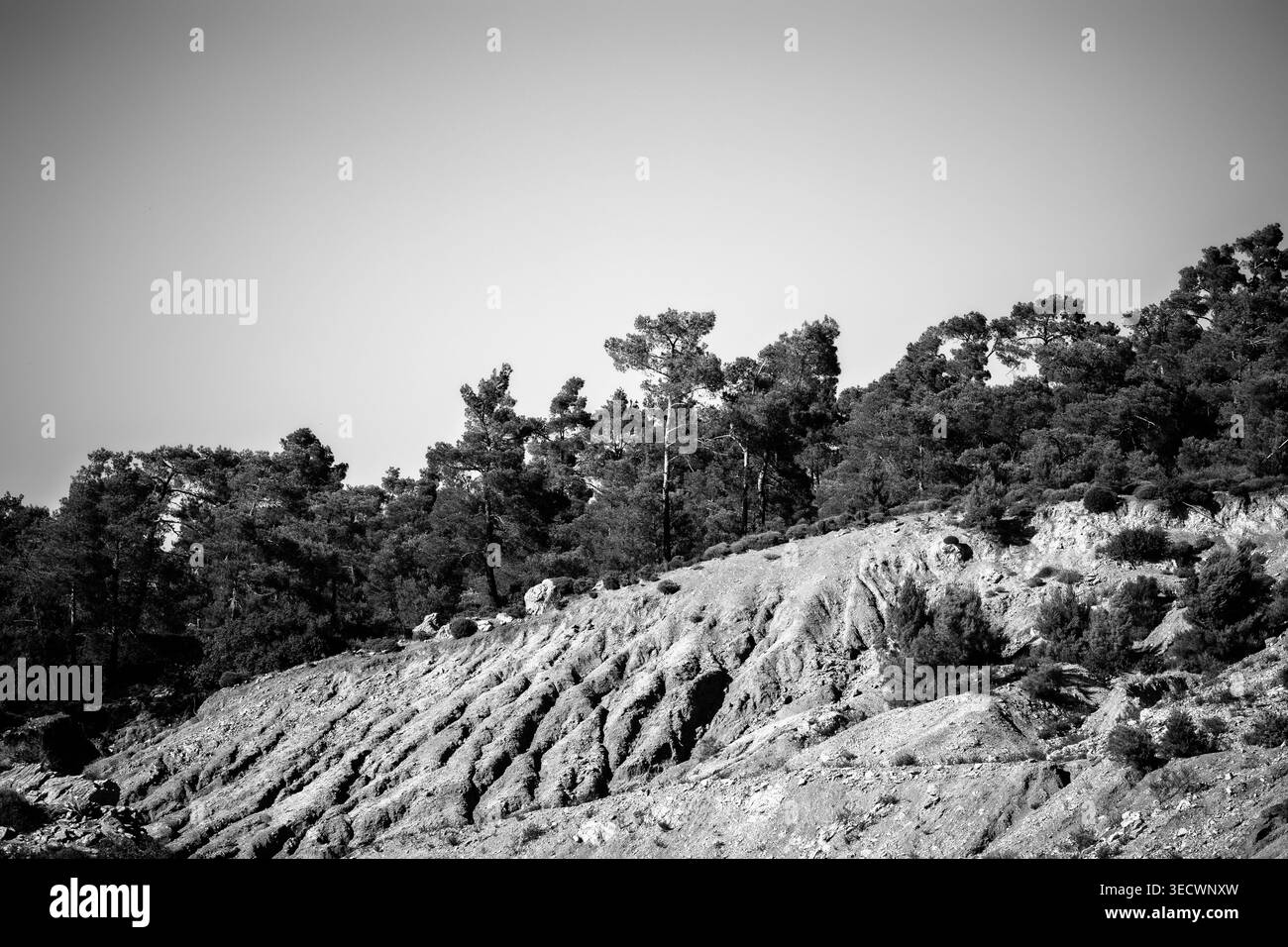 Rhodos, Griechenland: Dichte Ansammlung von immergrünen Kiefern, die entlang des Berges eines steilen erodierten geologischen Hügels wachsen und tiefe Bodenschluchten zeigen Stockfoto