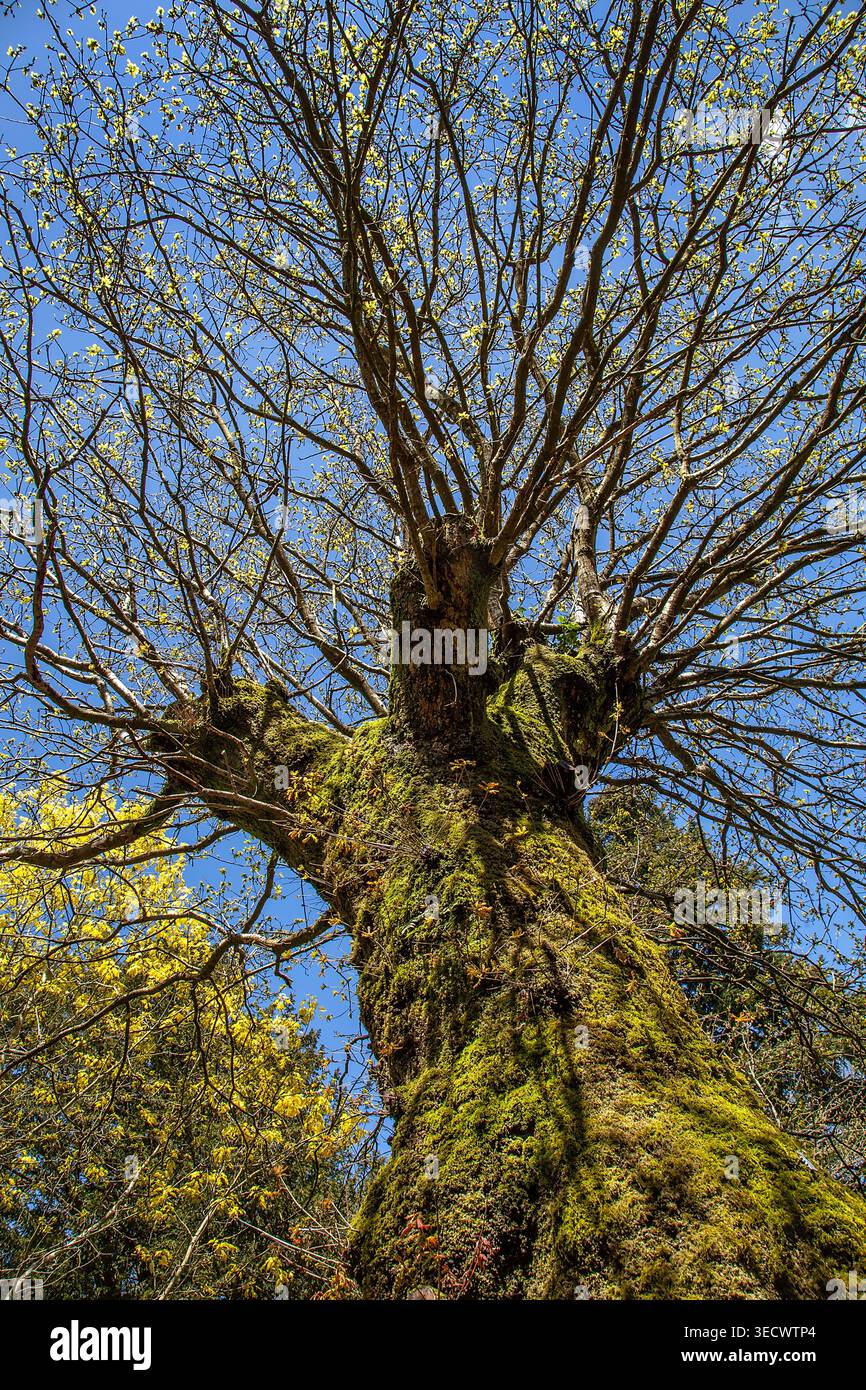 Ein alter, moosbedeckter Baum, der im Frühjahr in den Himmel ragt, mit seinen weitläufigen Zweigen und frischen Knospen vor einem strahlend blauen Himmel. Stockfoto