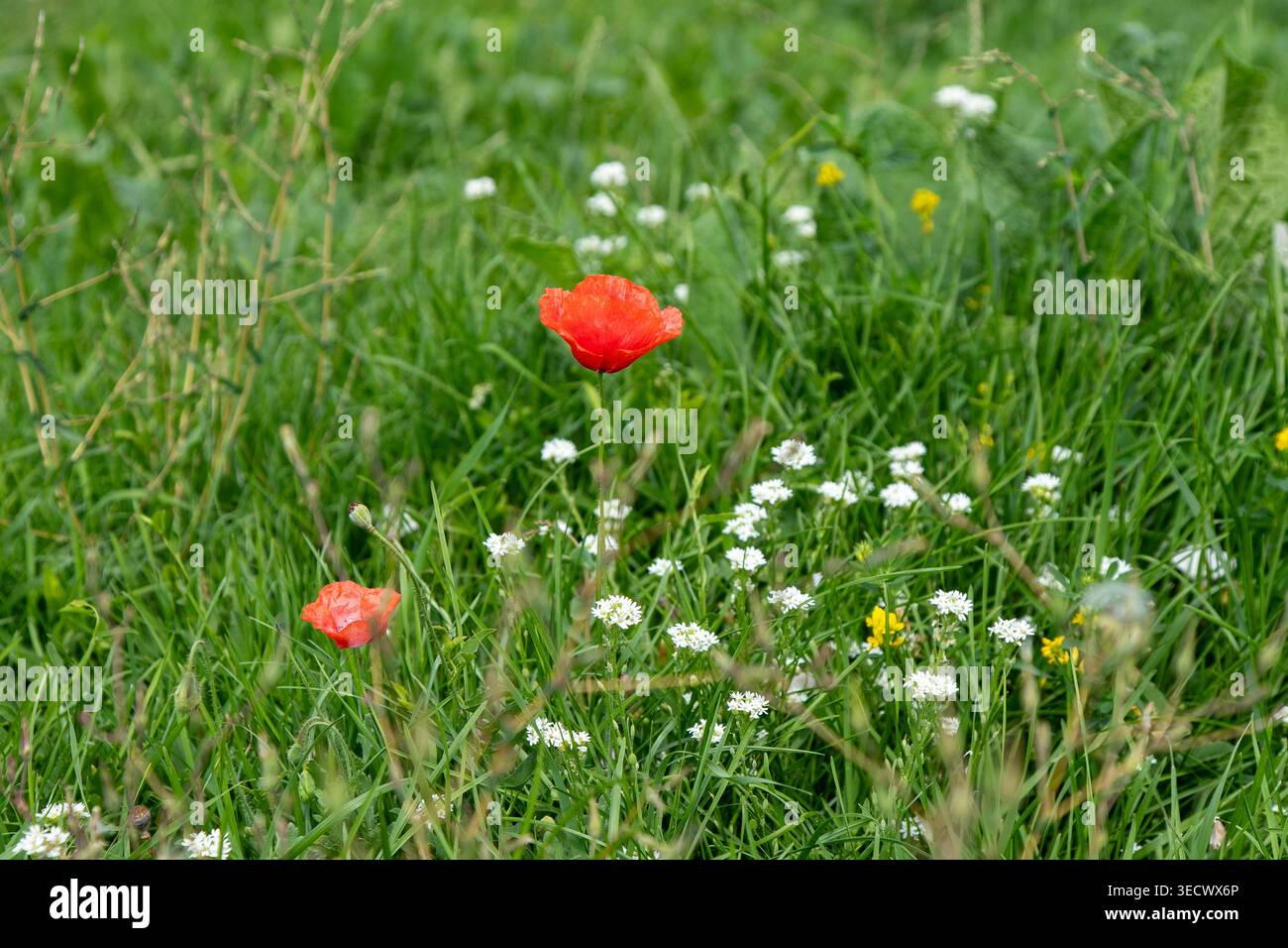 Mohnblumen und weiße Blumen in grüner Natur Stockfoto