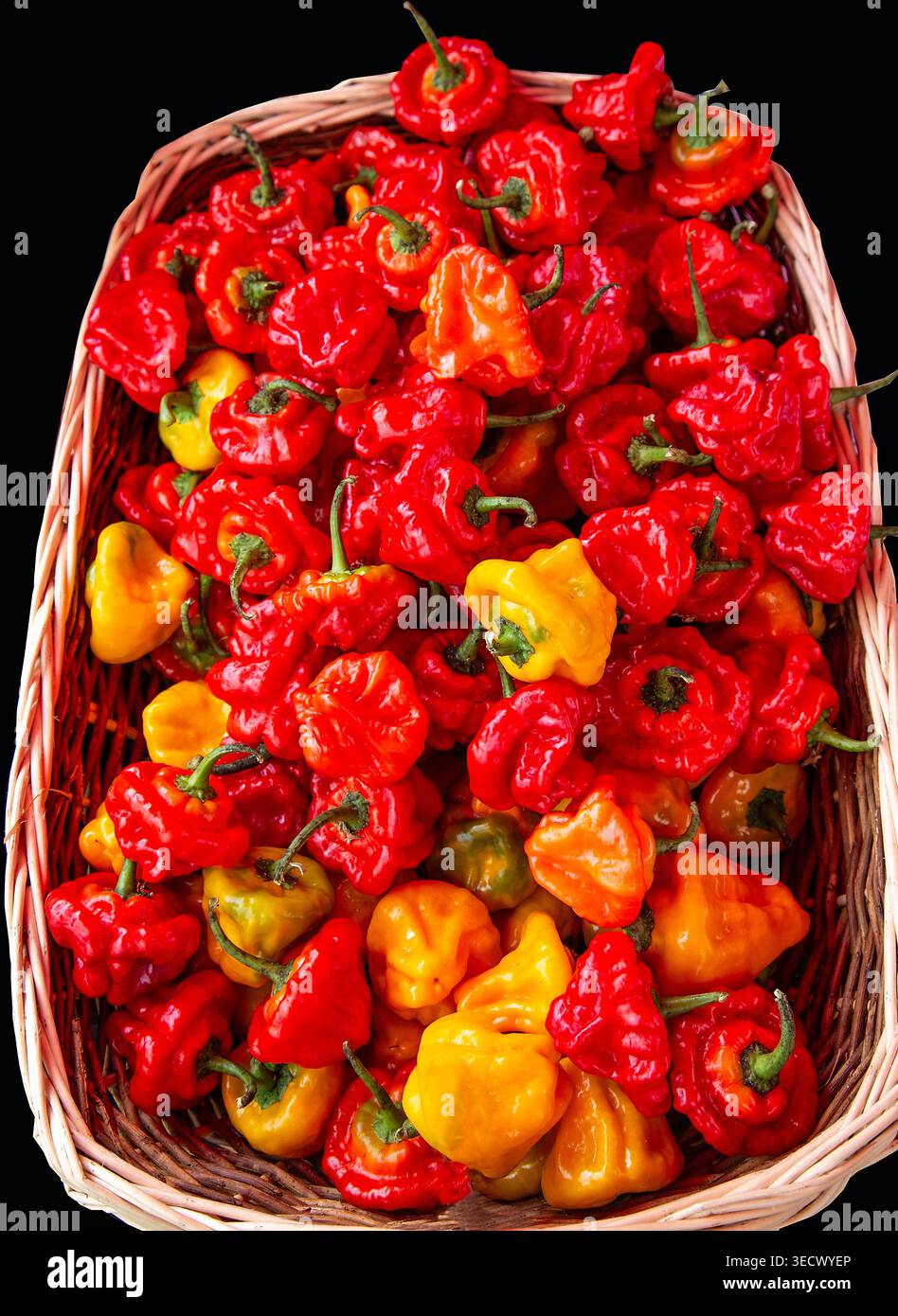 Der Korb ist voll mit feurigen schottischen Paprika in kräftigen Rot-, Orangen- und Gelbtönen, frisch aus der Ernte und voller Hitze. Stockfoto