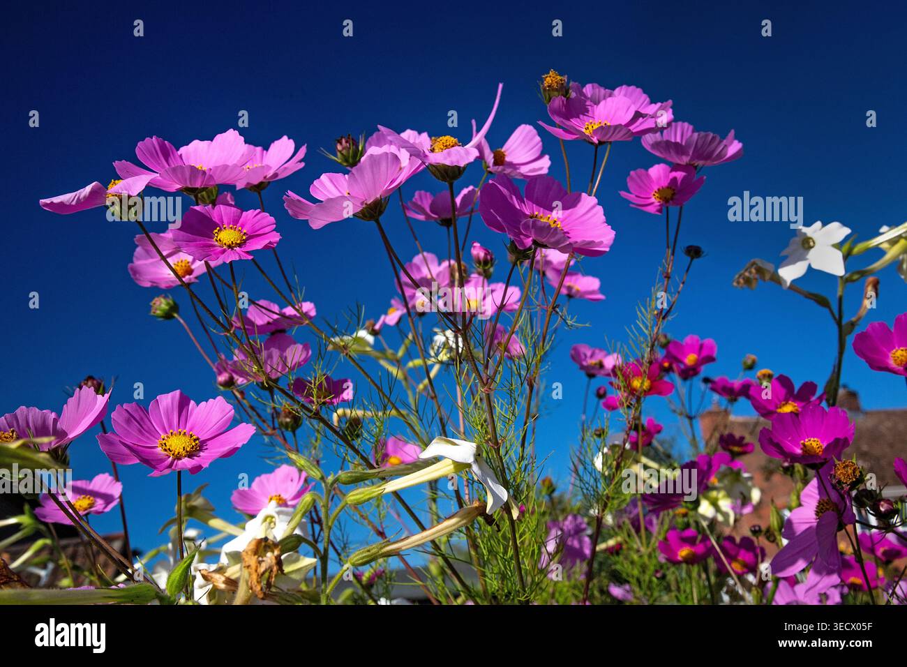 Rosa Kosmos Blüten reichen bis in einen tiefblauen Himmel, glühen in hellem Sonnenlicht mit zarten Frühlingsfarben. Stockfoto