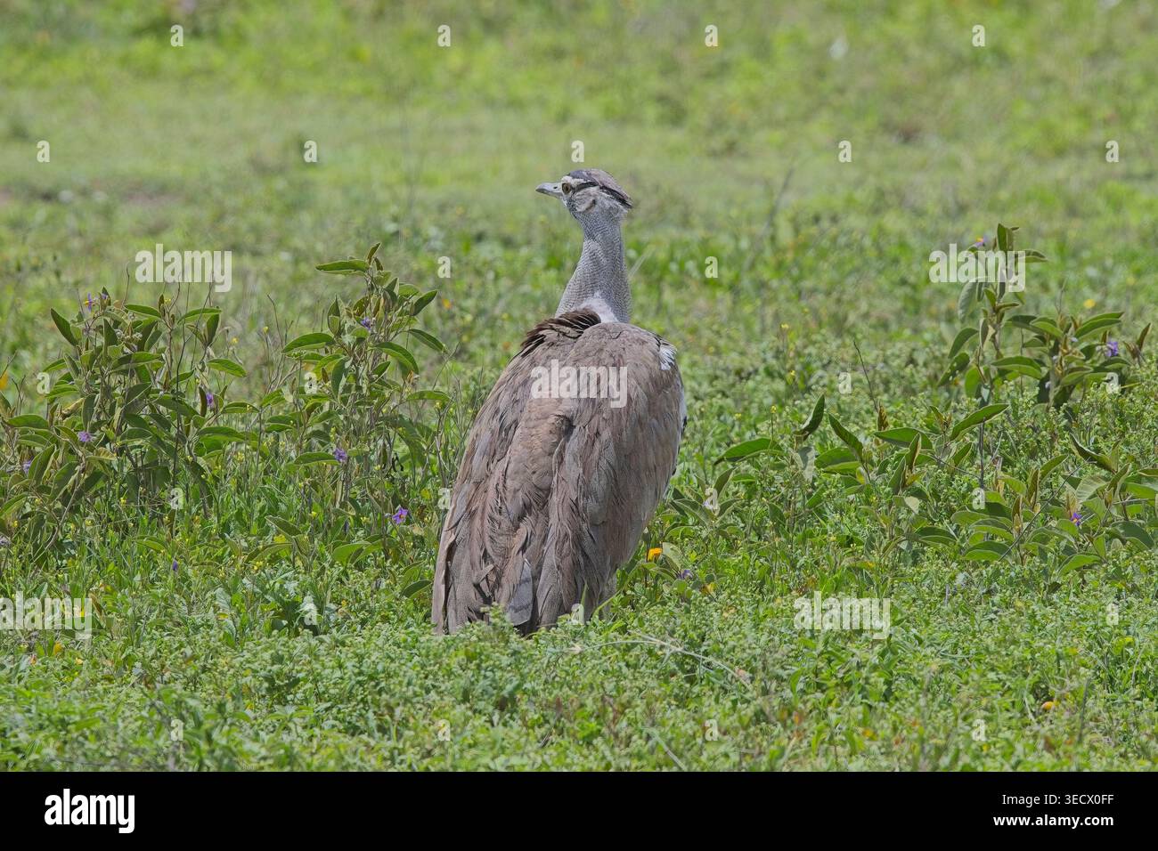 Eine vielfältige Sammlung von Wildvögeln, die bei hellem Sonnenlicht in der Savanne des Serengeti-Nationalparks in Tansania fotografiert wurden. Stockfoto