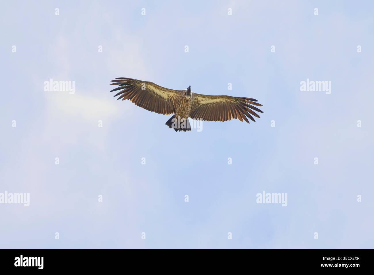 Eine vielfältige Sammlung von Wildvögeln, die bei hellem Sonnenlicht in der Savanne des Serengeti-Nationalparks in Tansania fotografiert wurden. Stockfoto
