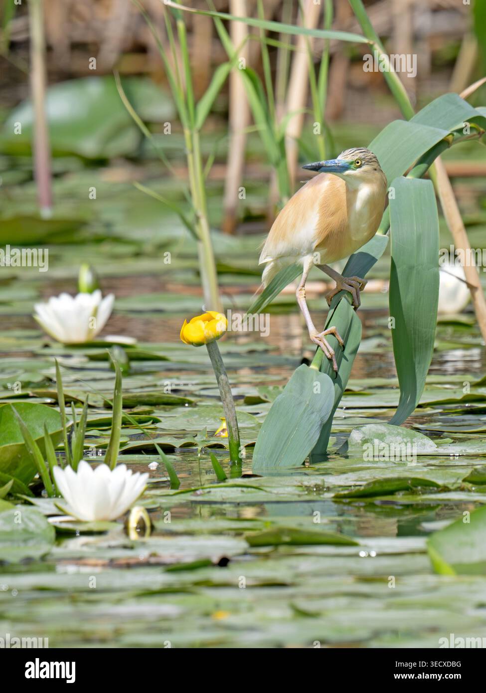 Räucherreiher Ardeola raloides Donaudelta Rumänien Stockfoto