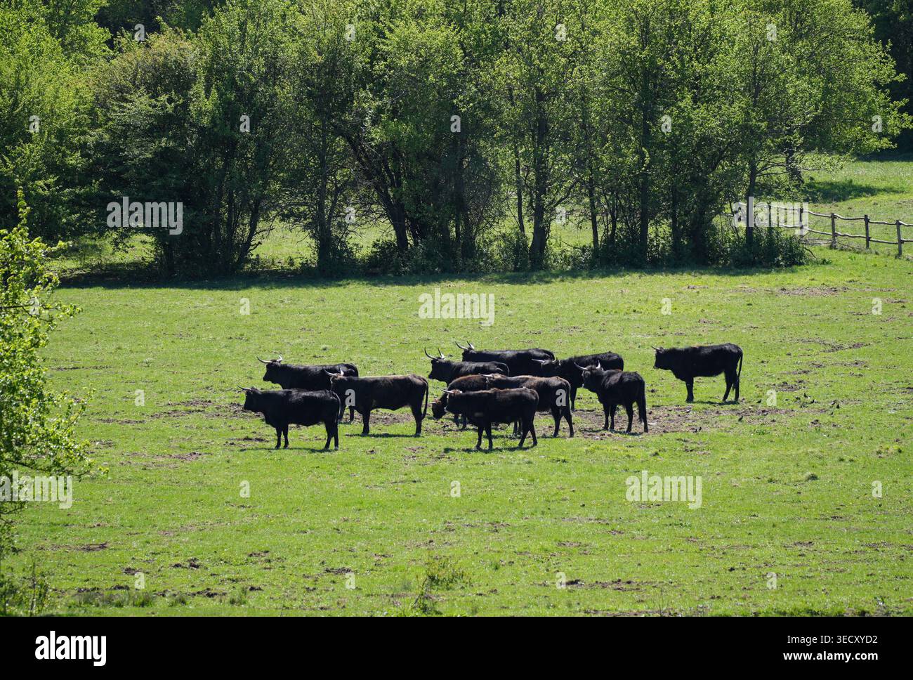 Schwarze Rinder stehen dicht beieinander und zeigen ein Alarmverhalten der Herden. Stockfoto