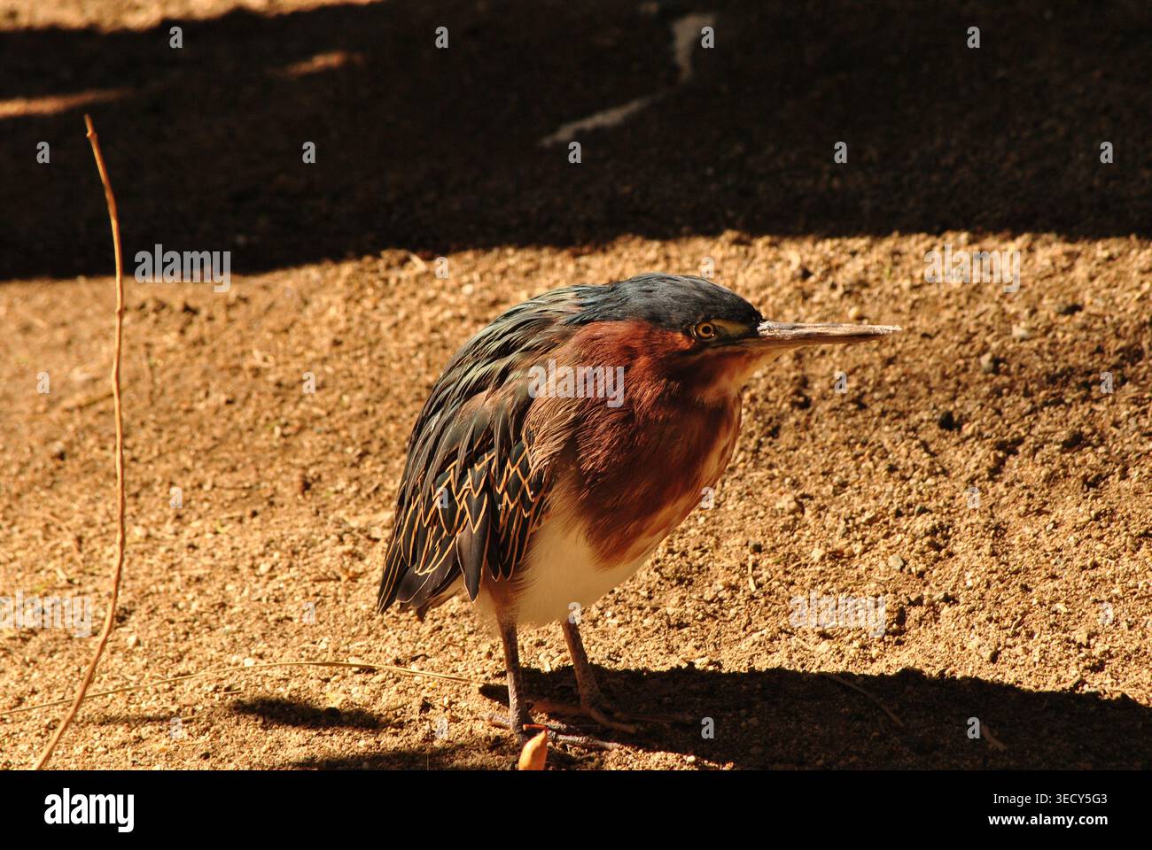 Junger Grüner Reiher Starrt Stockfoto