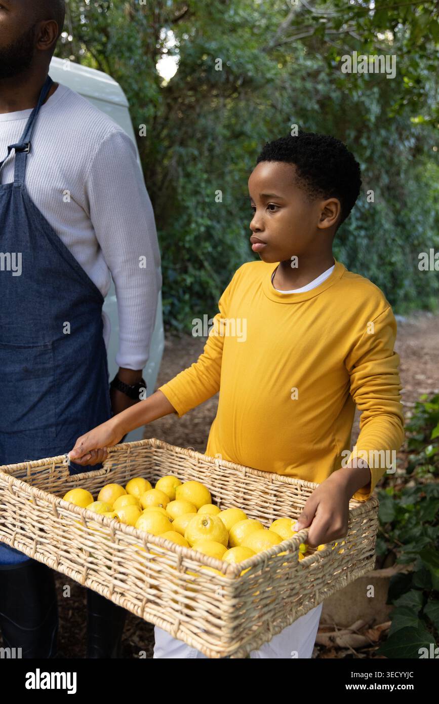 Afroamerikanisches männliches Kind mit männlichem Erwachsenen, das auf der Farm erntet, Kind mit einem Korb mit Zitronen Stockfoto