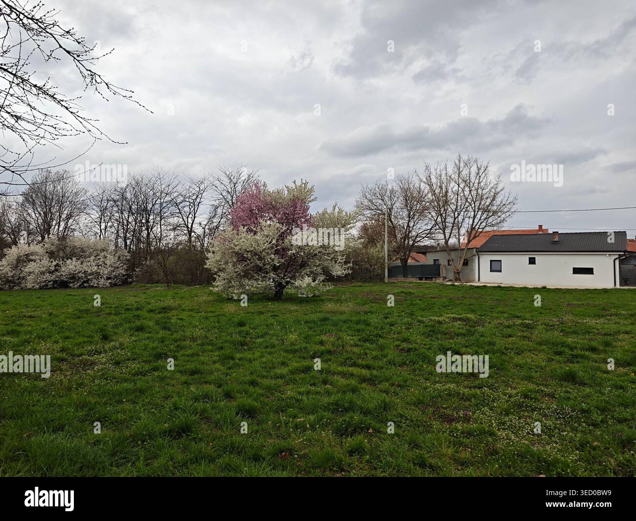 Blühender Orchard Tree In Der Nähe Der Landhauslandschaft Stockfoto
