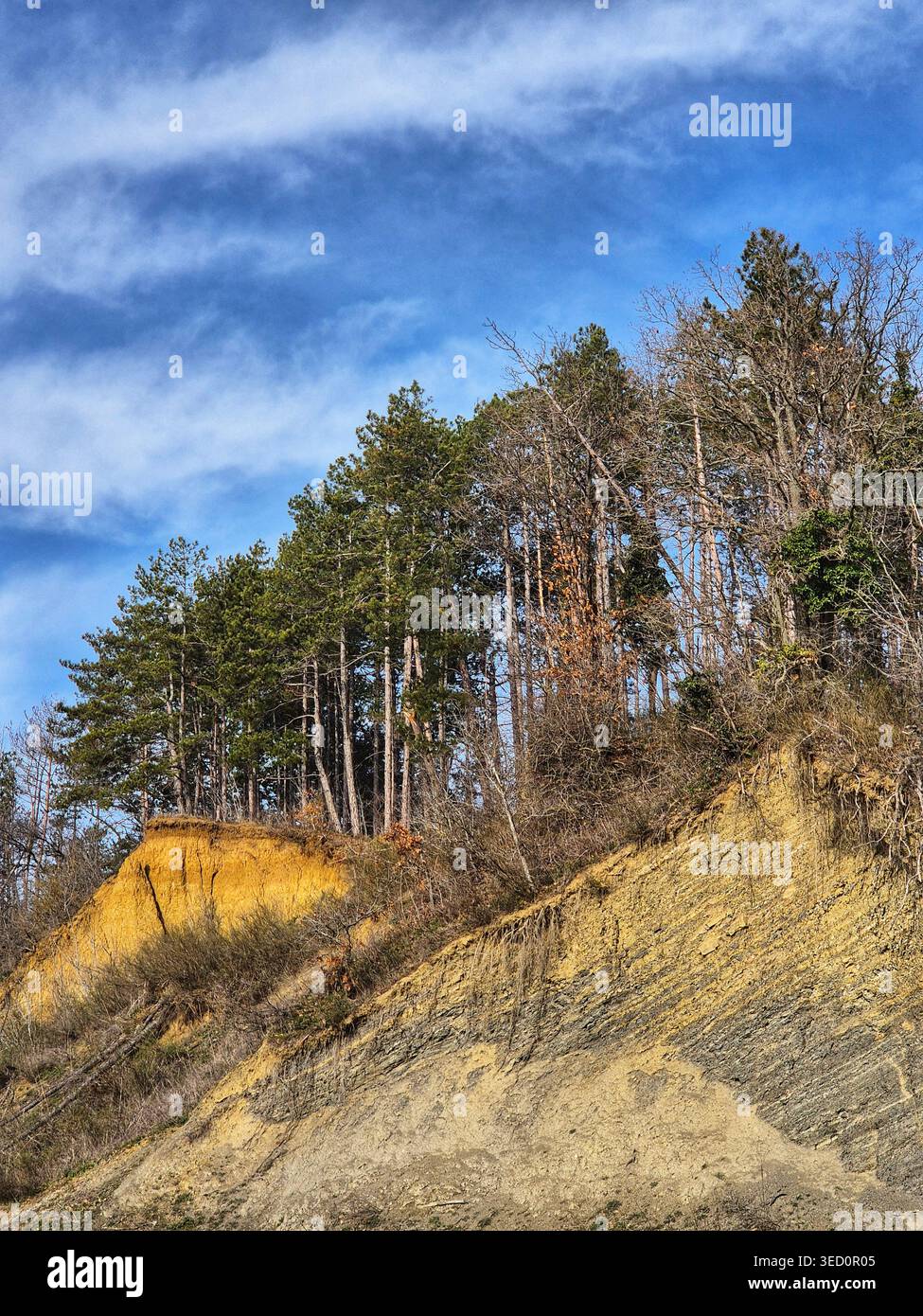Erosion von Sand- und Tonhang mit Kiefernwald- und Erdrutschgefahr - Smartphone-aufgenommenes Stockfoto