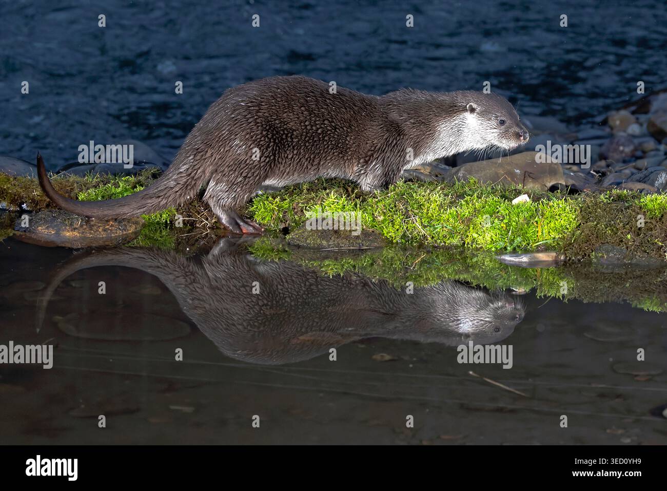 Männlicher Europäischer Otter in einem Fluss in Nordspanien in einem Atlantikwald aus Buchen, Kiefern und Eichen im letzten Licht eines sehr kalten Wintertages Stockfoto