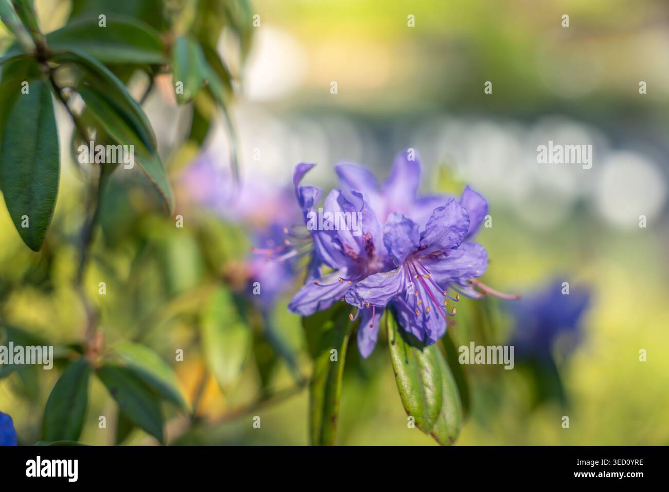 Nahaufnahme von leuchtenden violetten Azaleblüten, die zwischen grünen Blättern blühen. Sonnenlicht hebt die zarten Blüten und Tautropfen sanft hervor. Der Hintergrund ist Stockfoto