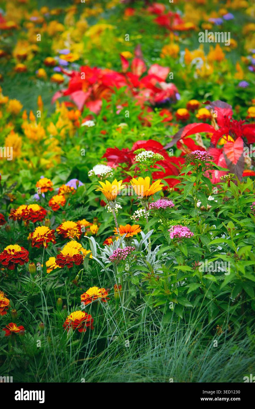 Schöne Sommerblumen im Park. Sommer- oder Frühlingsgarten Blumen Hintergrund. Stockfoto