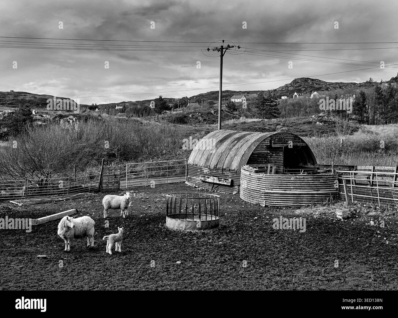 Schafe in einem Feld auf einer kreuzung in Wester Ross, North West Highlands von Schottland Stockfoto